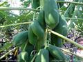 Papaya 
